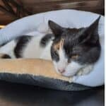 Casa Para Gato Mullida Cucha Cama Con Juguete Orejitas Beige Cueva