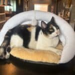 Casa Para Gato Mullida Cucha Cama Con Juguete Orejitas Beige Cueva