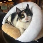 Casa Para Gato Mullida Cucha Cama Con Juguete Orejitas Beige Cueva