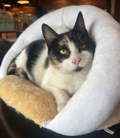 Casa Para Gato Mullida Cucha Cama Con Juguete Orejitas Beige Cueva