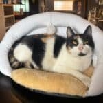 Casa Para Gato Mullida Cucha Cama Con Juguete Orejitas Beige Cueva