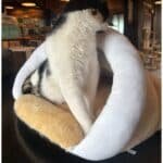 Casa Para Gato Mullida Cucha Cama Con Juguete Orejitas Beige Cueva