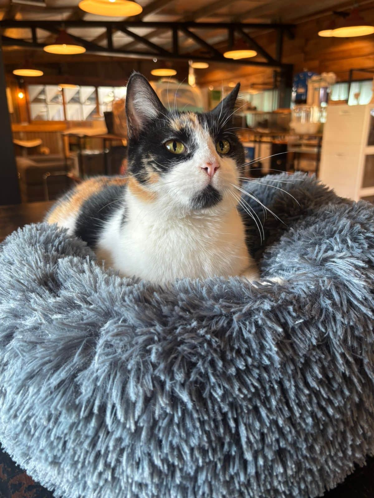 Cama Para Perro Gato Nido Nordico Pelo Largo Antiestres Funda