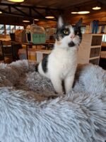 Cama Para Perros Antiestres Nórdico 60 cm